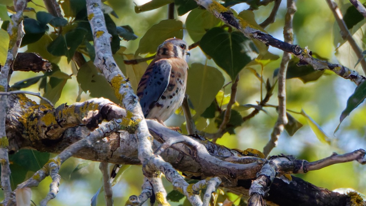 American Kestrel - ML642044636