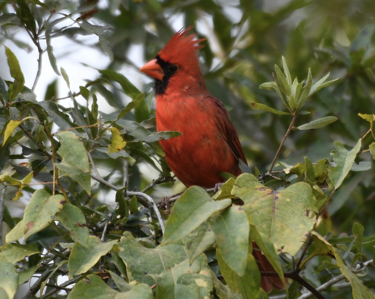 Northern Cardinal - ML642044639