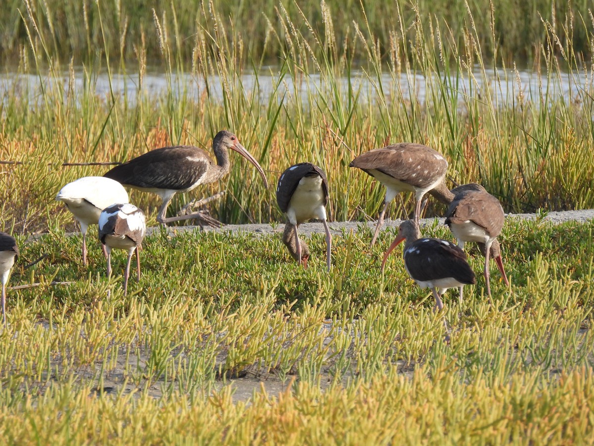 White Ibis - ML642044648