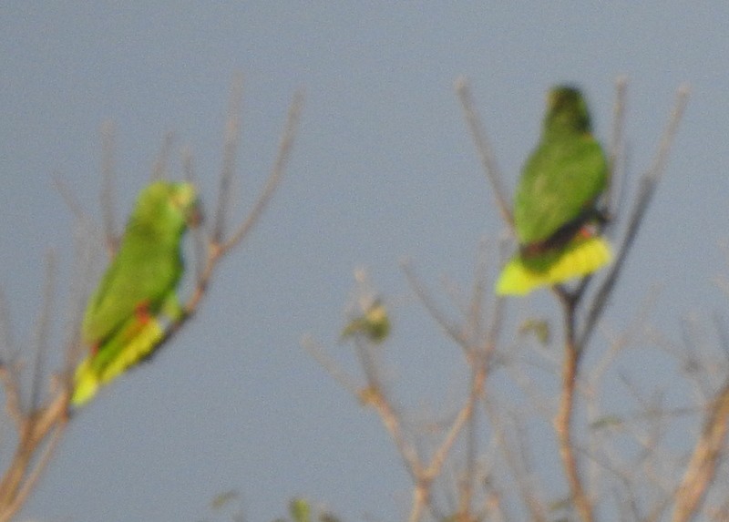 Turquoise-fronted Amazon - ML642044655