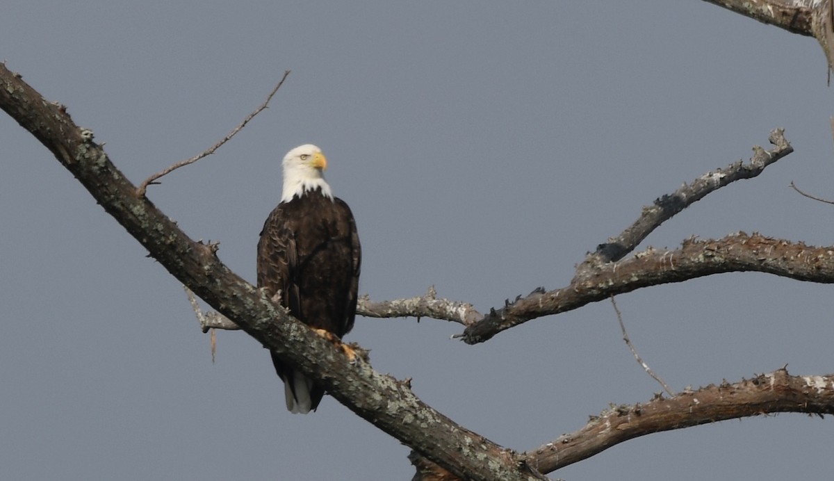 Bald Eagle - ML642044657