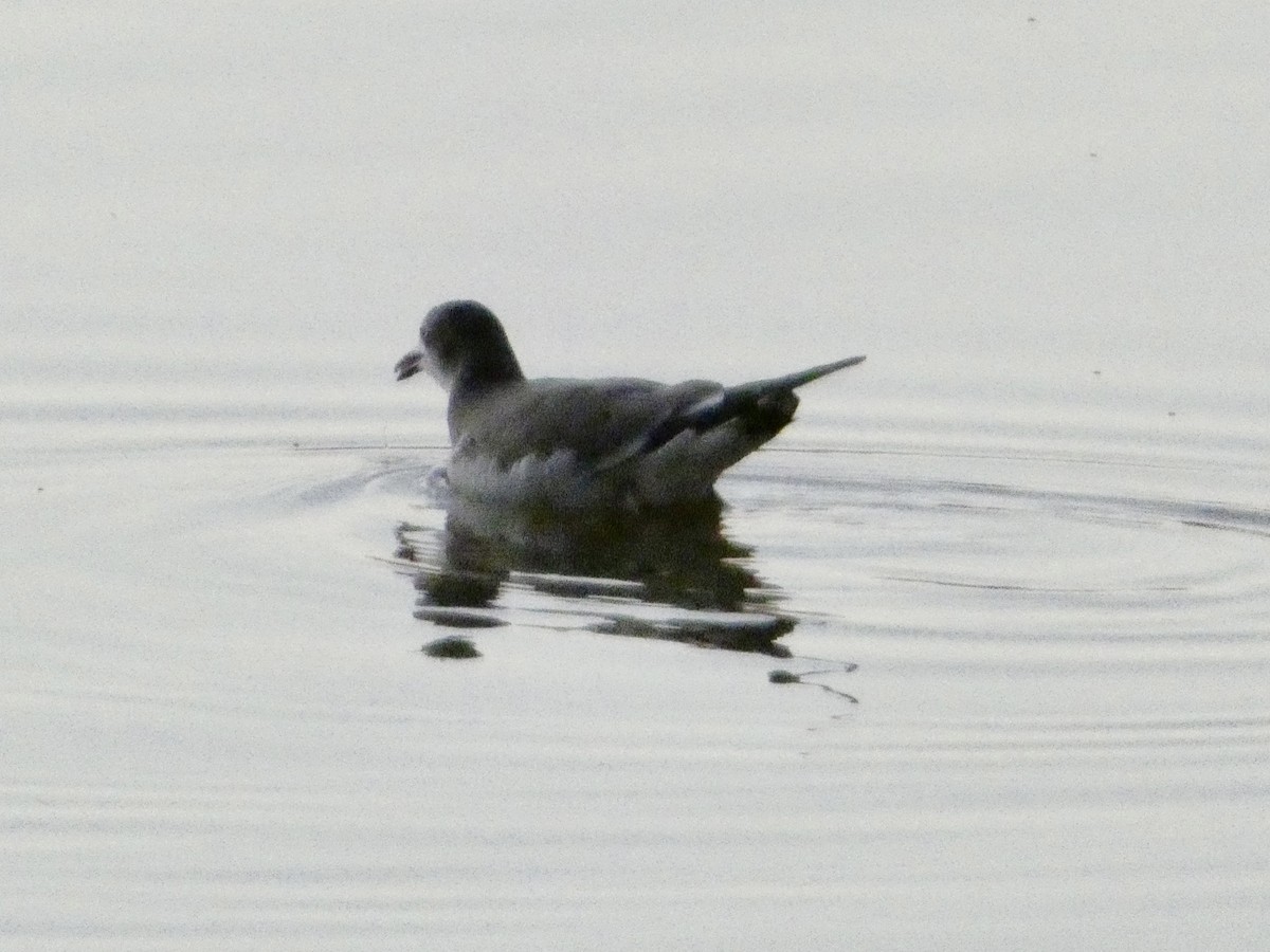 Sabine's Gull - ML642044666