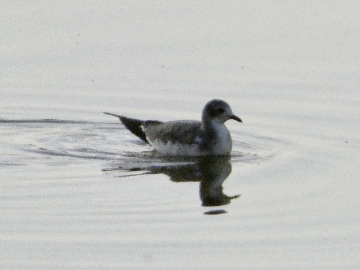 Sabine's Gull - ML642044667
