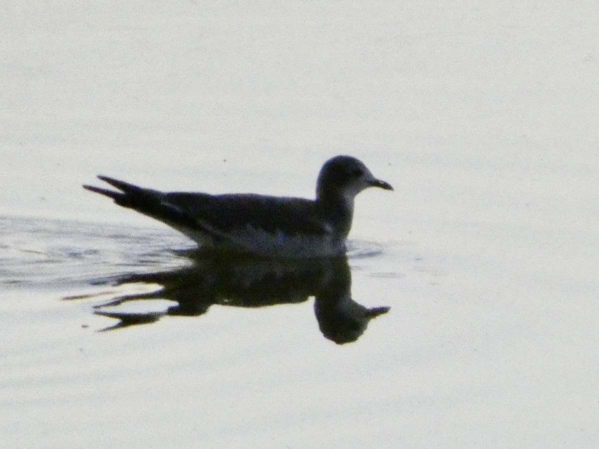 Sabine's Gull - ML642044668