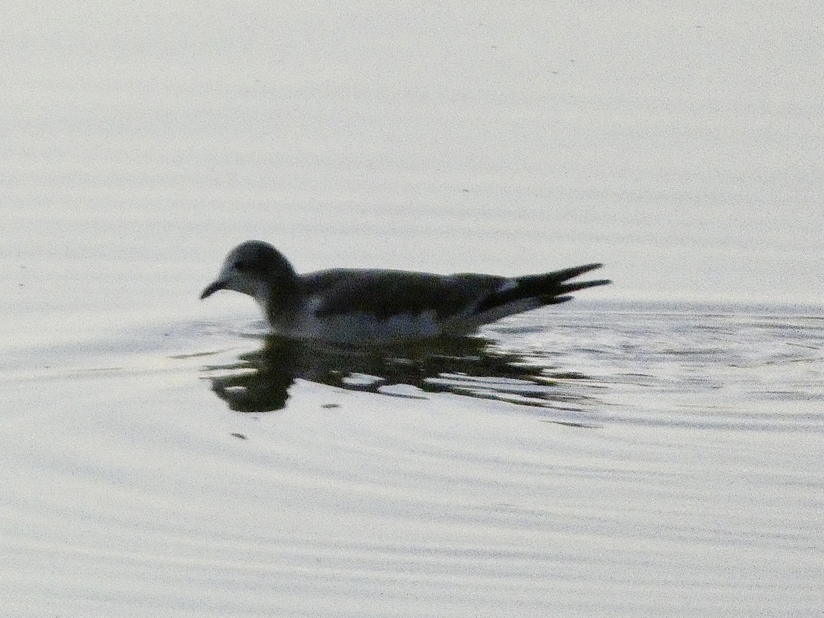 Sabine's Gull - ML642044669