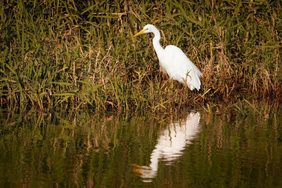Plumed Egret - ML642044673