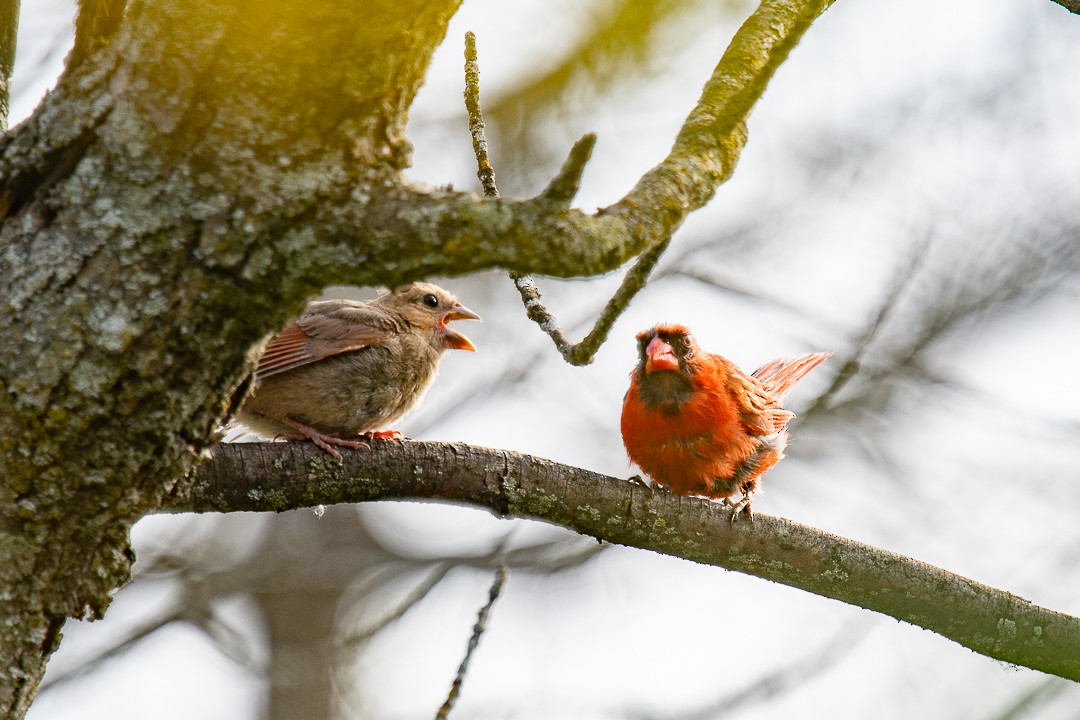 Northern Cardinal - ML642044680