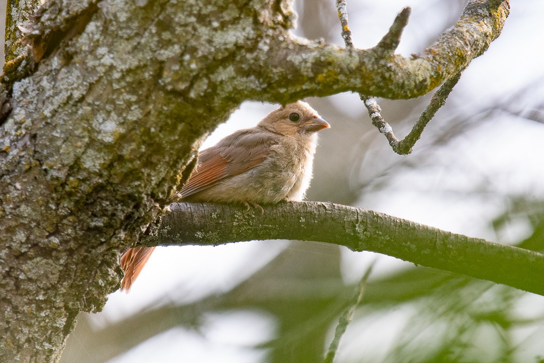 Northern Cardinal - ML642044681