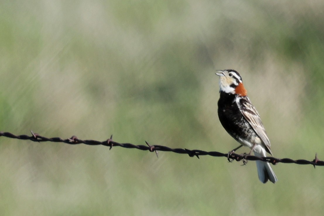 Chestnut-collared Longspur - ML642044699
