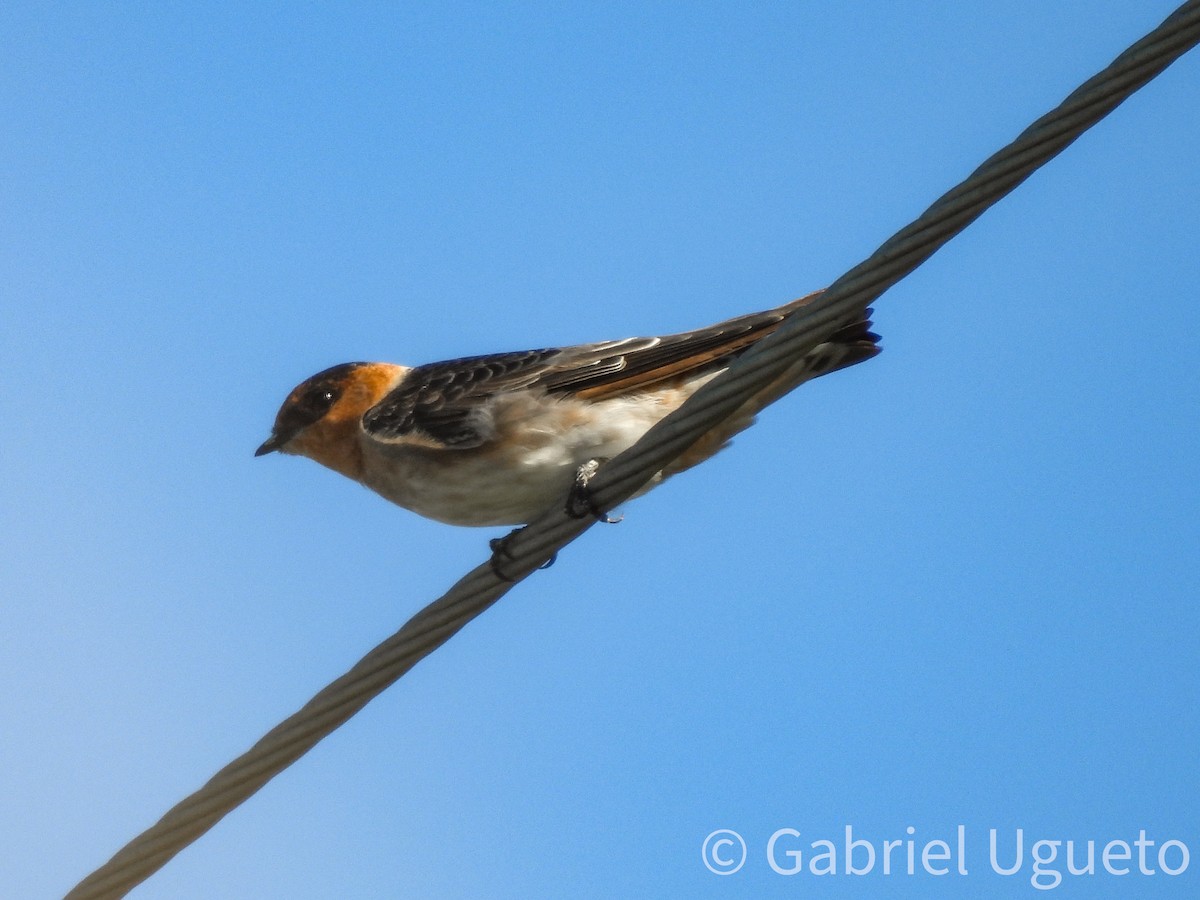 Golondrina Pueblera - ML642044709