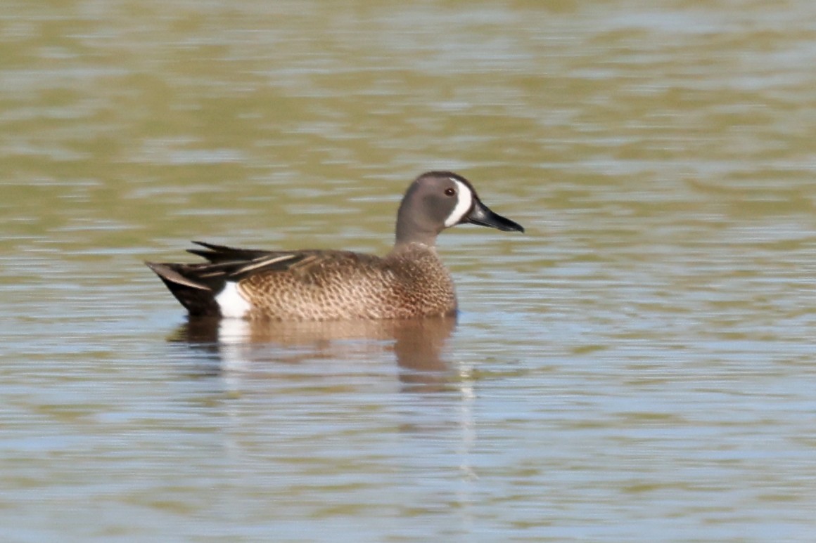 Blue-winged Teal - ML642044710