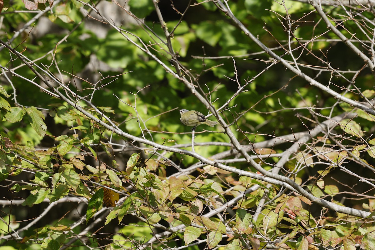 Red-eyed Vireo - ML642044711