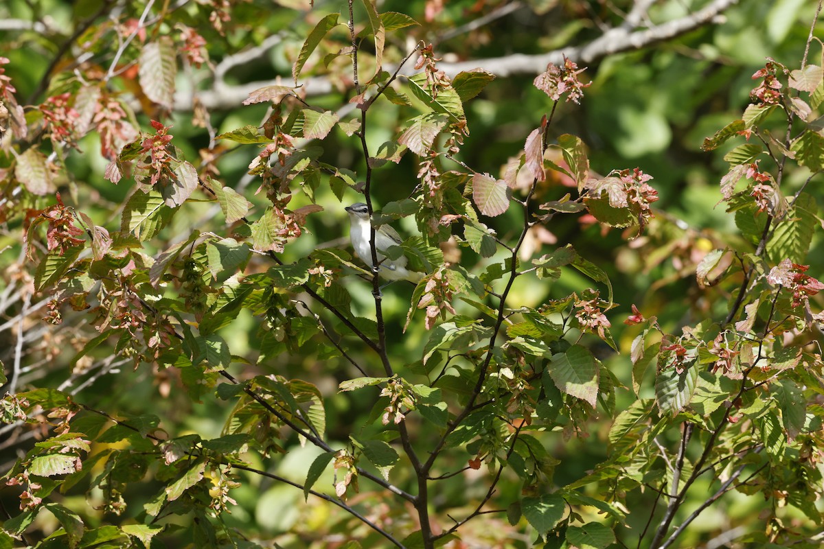 Red-eyed Vireo - ML642044712