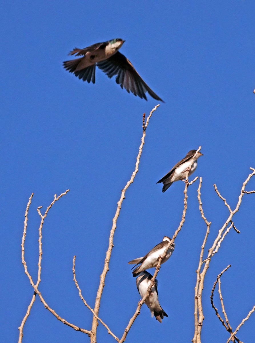 Tree Swallow - ML642044716