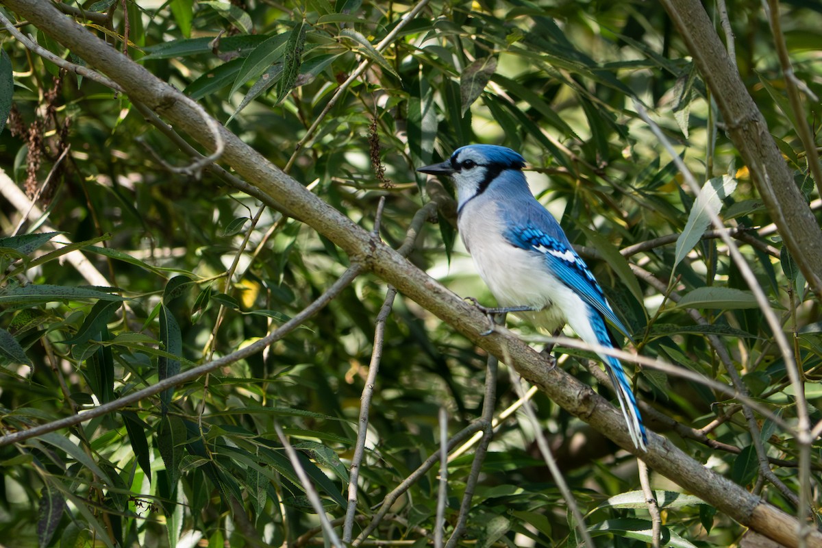 Blue Jay - ML642044722