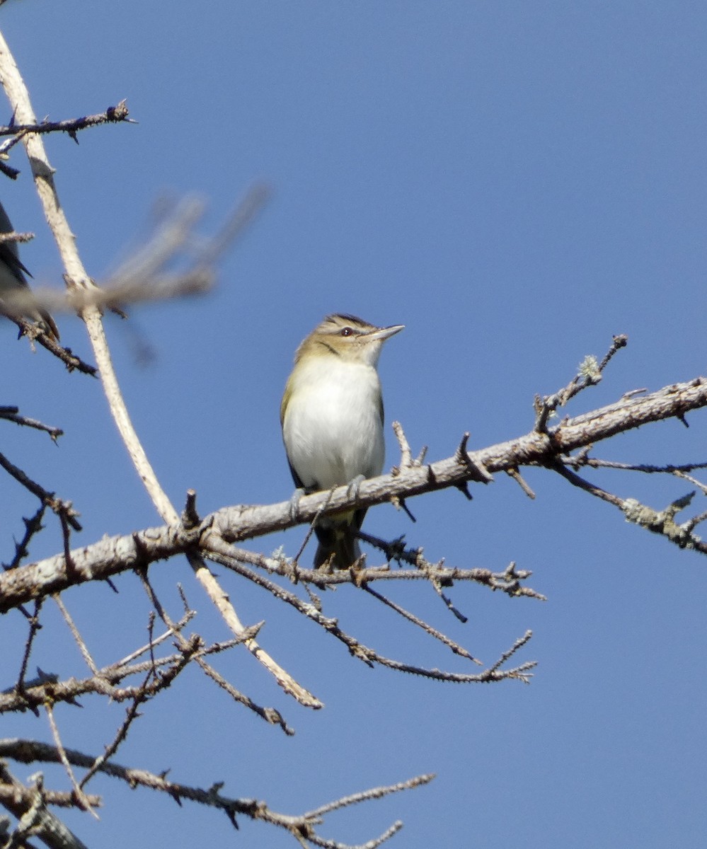 Red-eyed Vireo - ML642044728