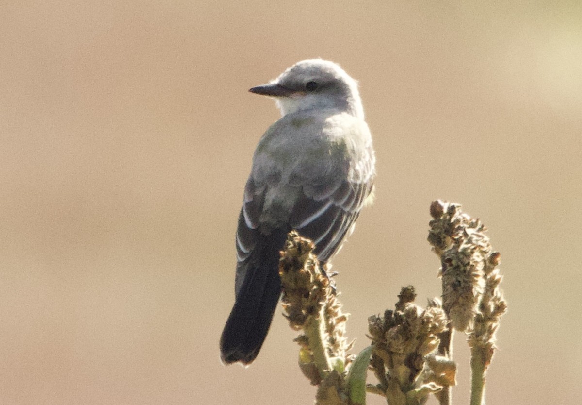 Western Kingbird - ML642044729