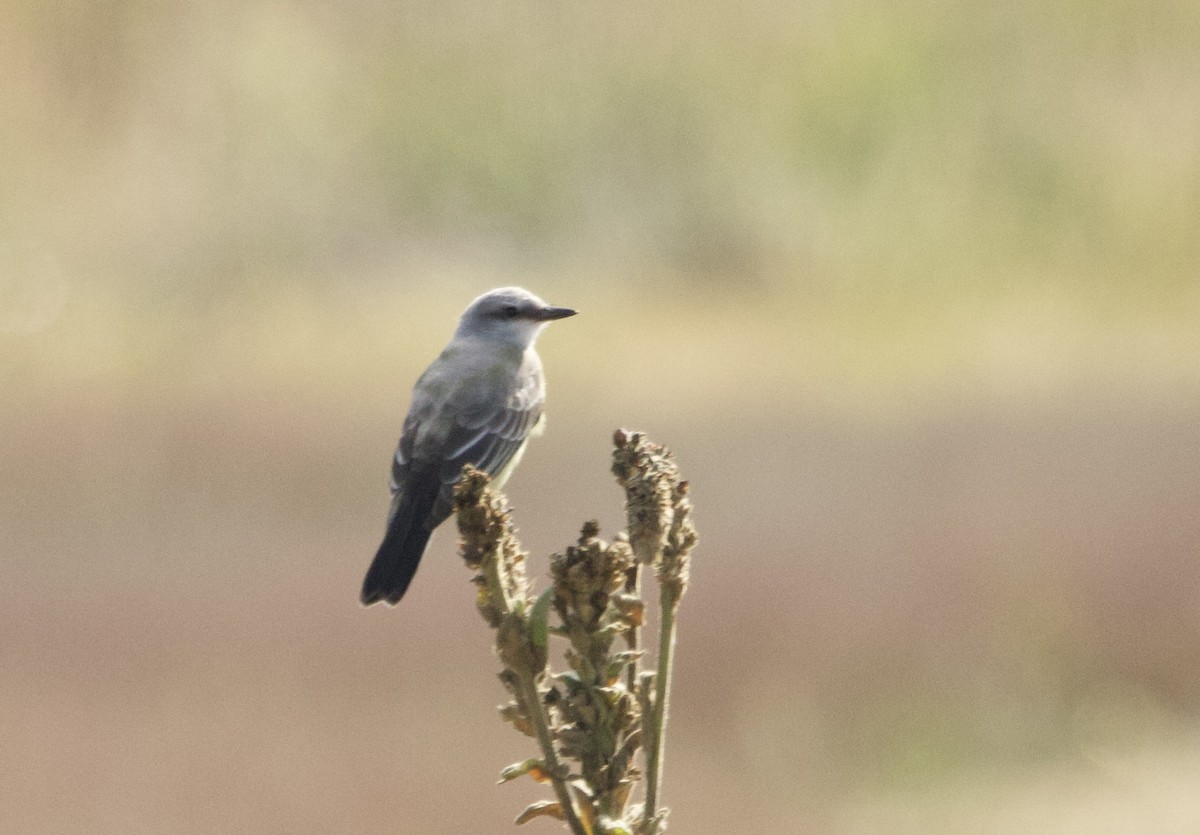 Western Kingbird - ML642044730
