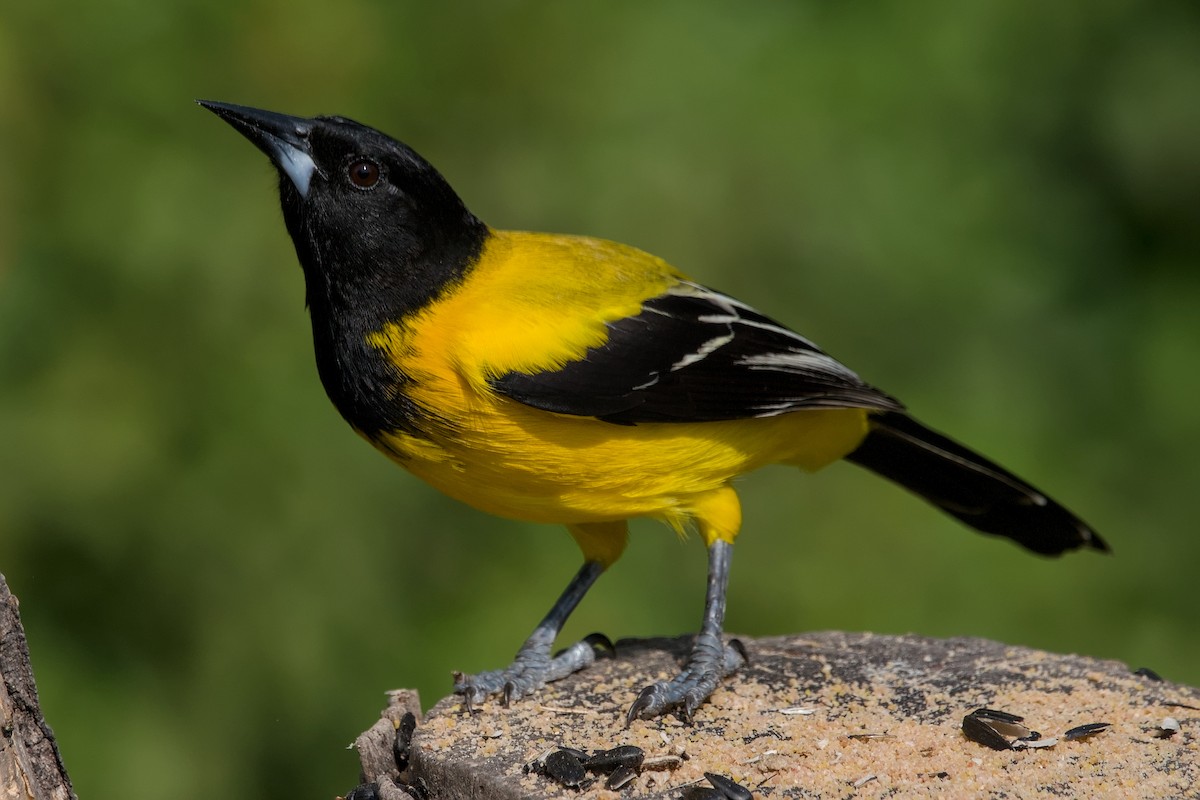 Audubon's Oriole - ML642044731