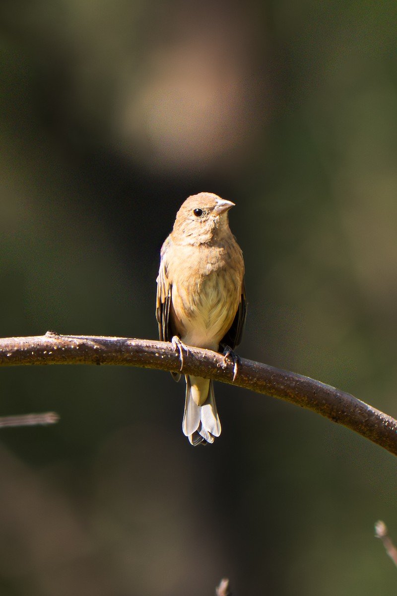 Indigo Bunting - ML642044733