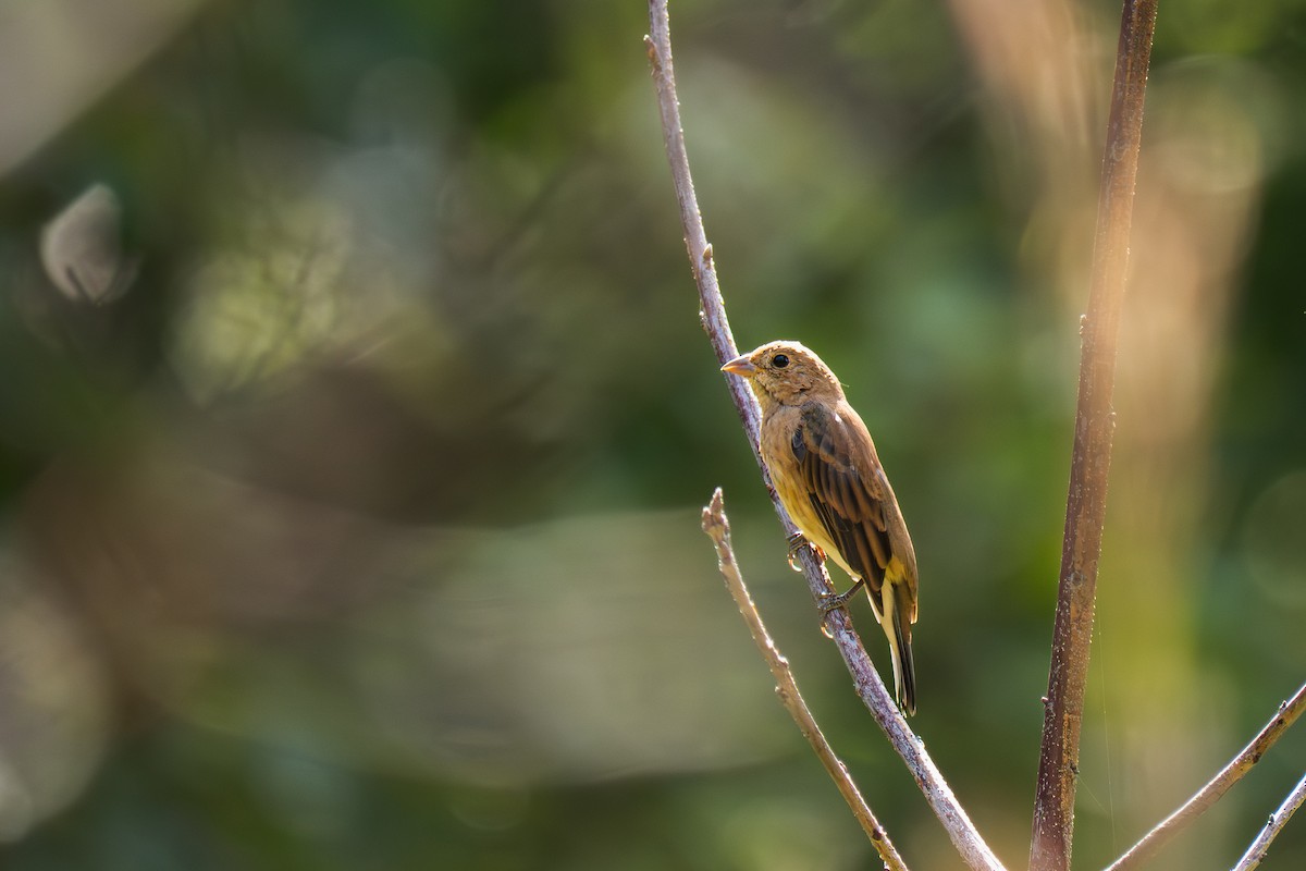 Indigo Bunting - ML642044734