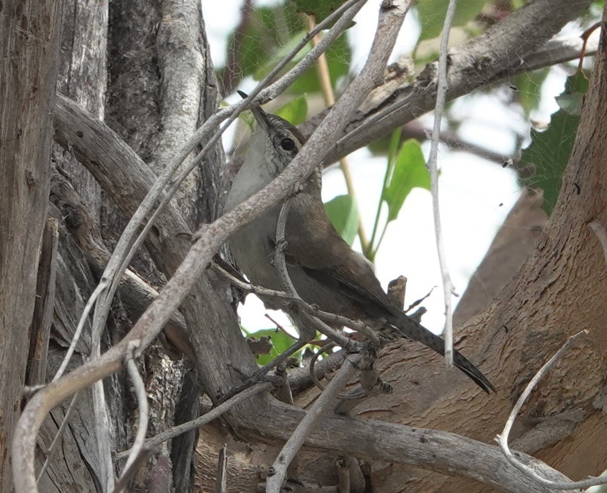 Bewick's Wren - ML642044735