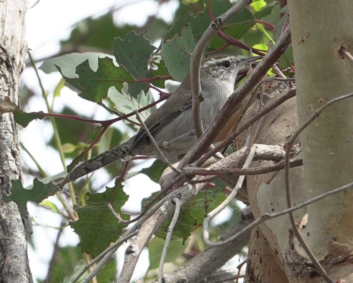 Bewick's Wren - ML642044736