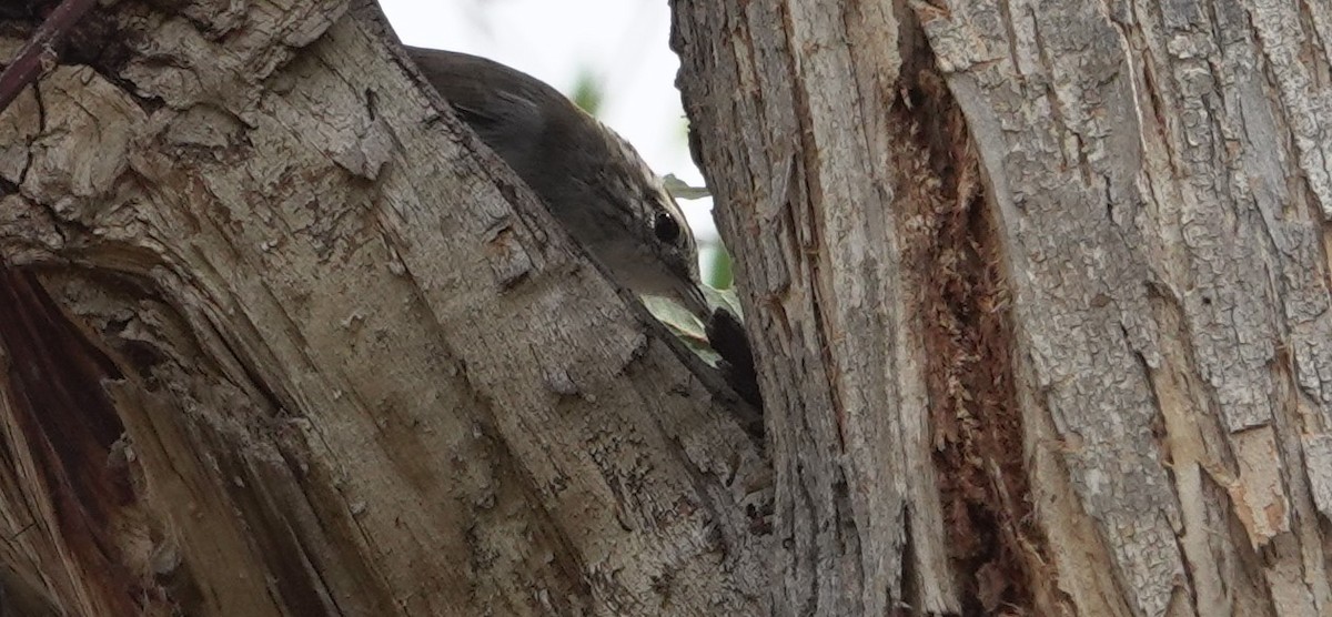Bewick's Wren - ML642044737