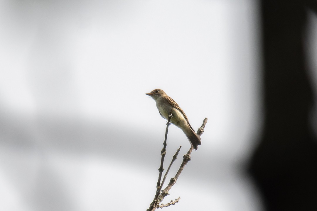 Eastern Wood-Pewee - ML642044740