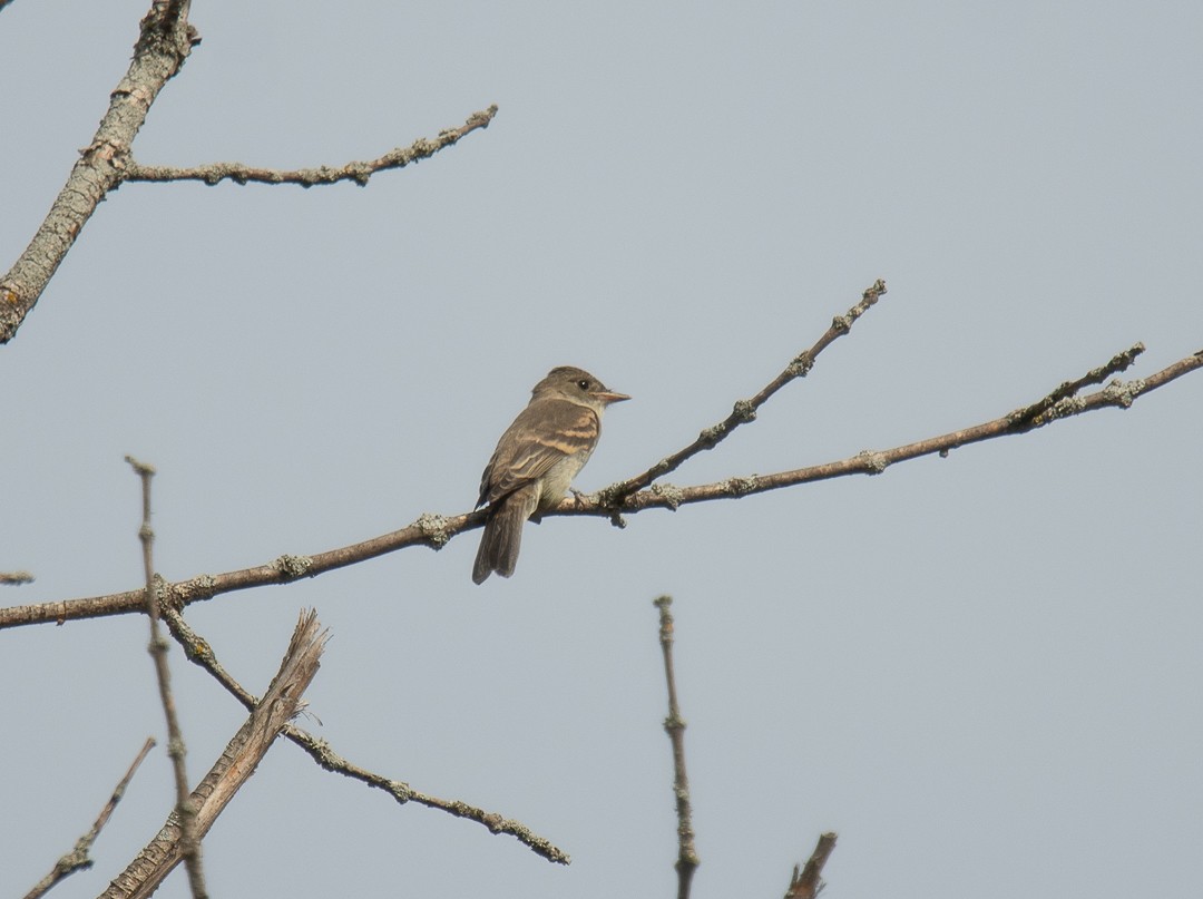 Eastern Wood-Pewee - ML642044741