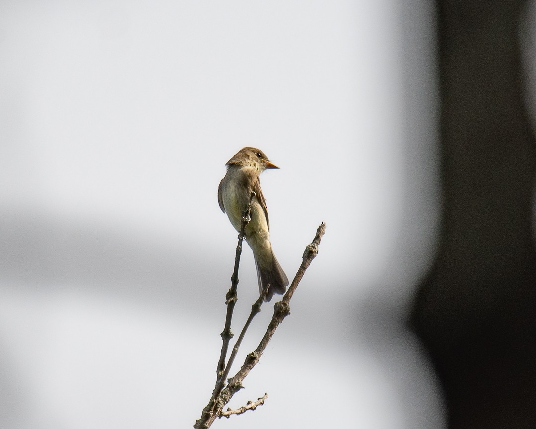 Eastern Wood-Pewee - ML642044742