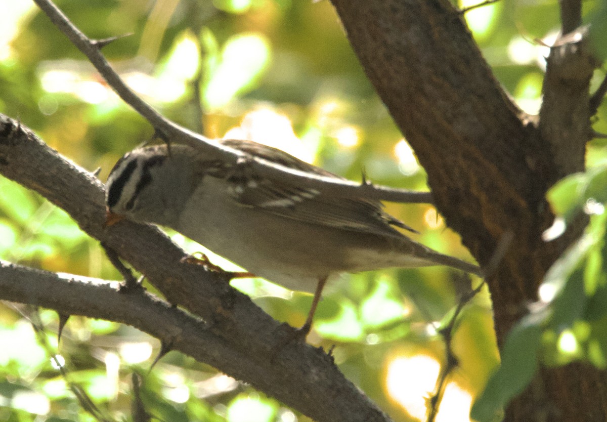 White-crowned Sparrow - ML642044745