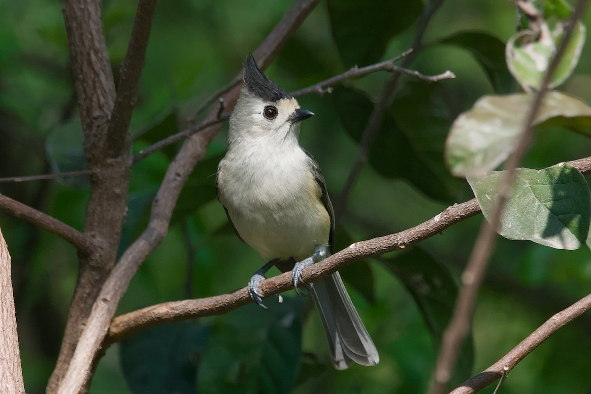 Black-crested Titmouse - ML642044749