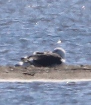 Great Black-backed Gull - ML642044756