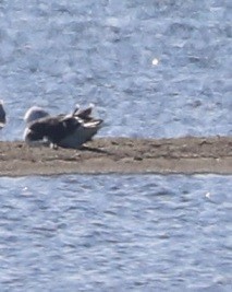 Great Black-backed Gull - ML642044757