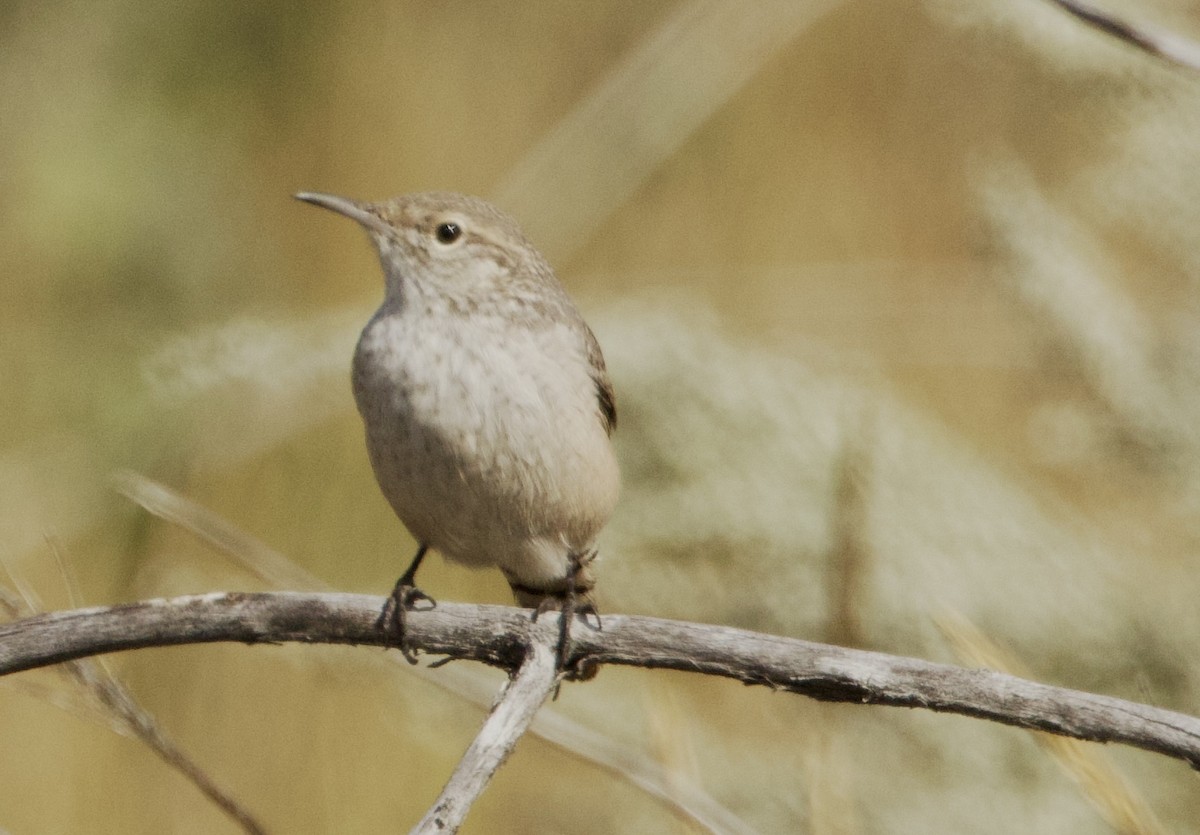 Rock Wren - ML642044758