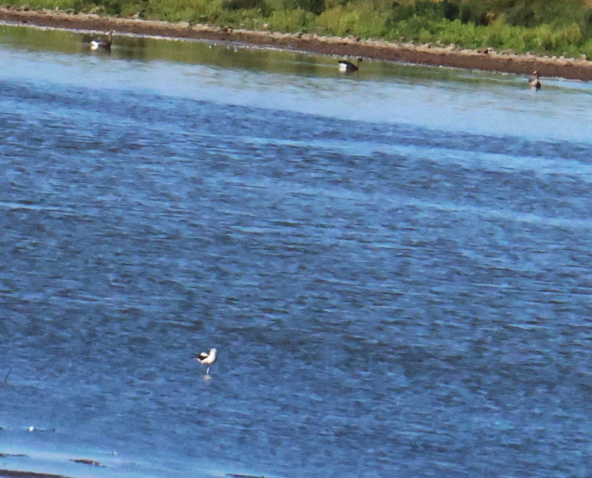 American Avocet - ML642044759