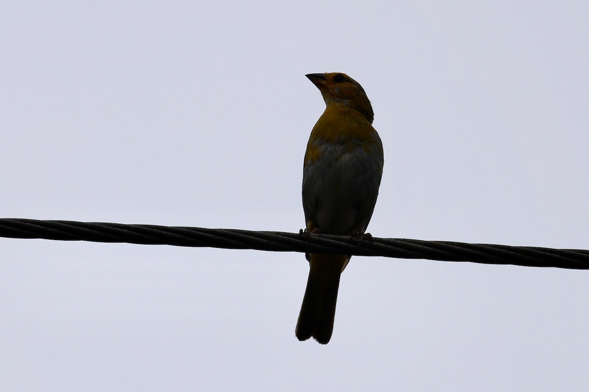 Saffron Finch - ML642044764