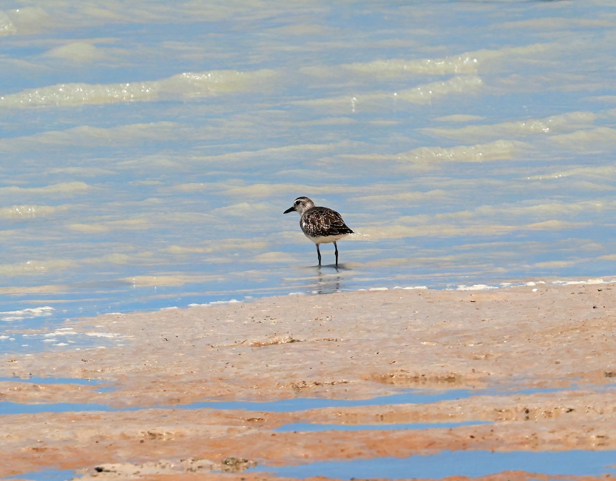 Black-bellied Plover - ML642044793