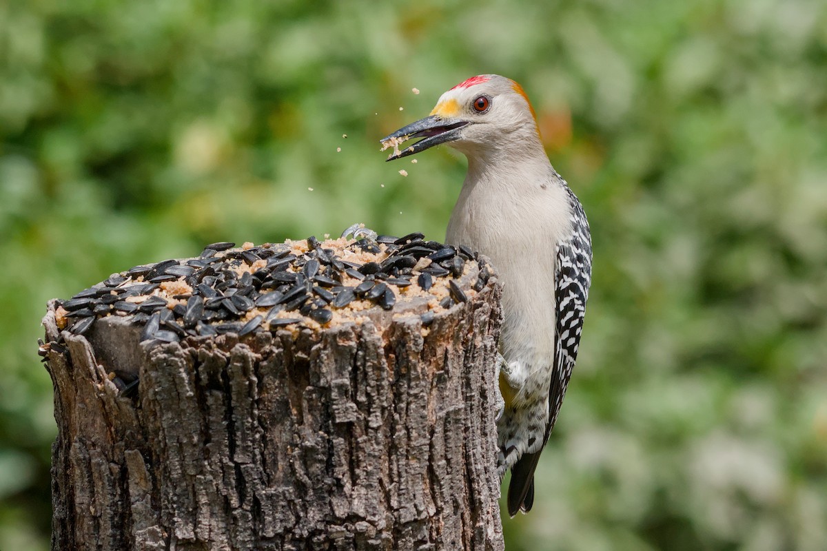 Golden-fronted Woodpecker - ML642044794