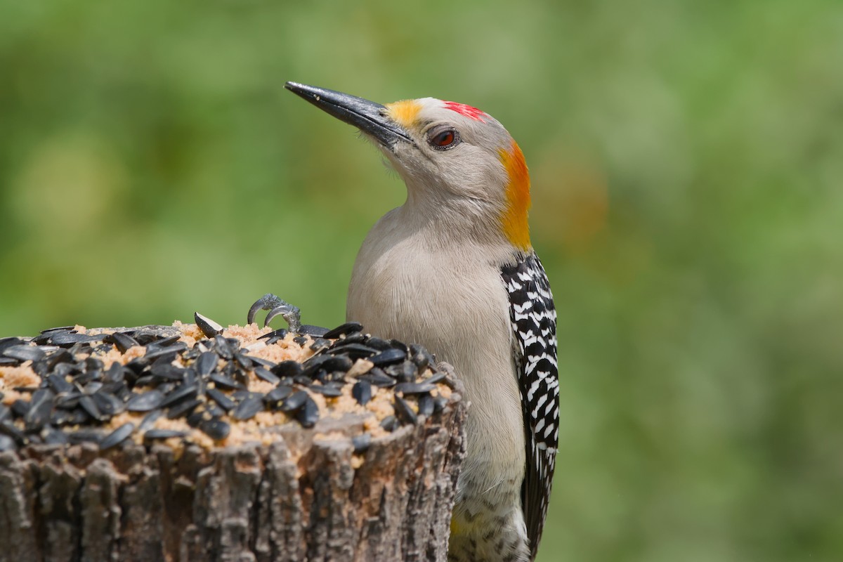Golden-fronted Woodpecker - ML642044795