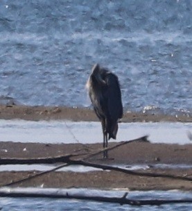 Great Blue Heron - ML642044798