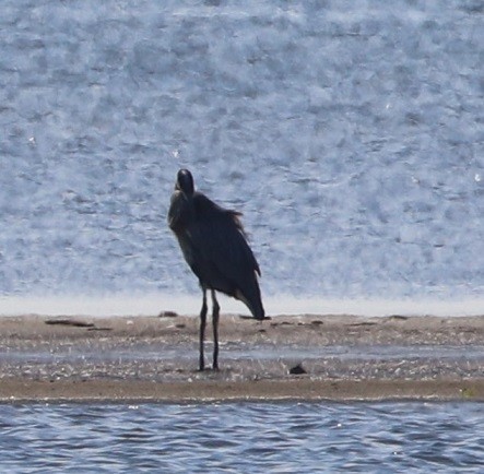 Great Blue Heron - ML642044799