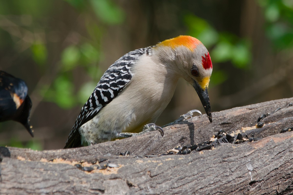 Golden-fronted Woodpecker - ML642044800