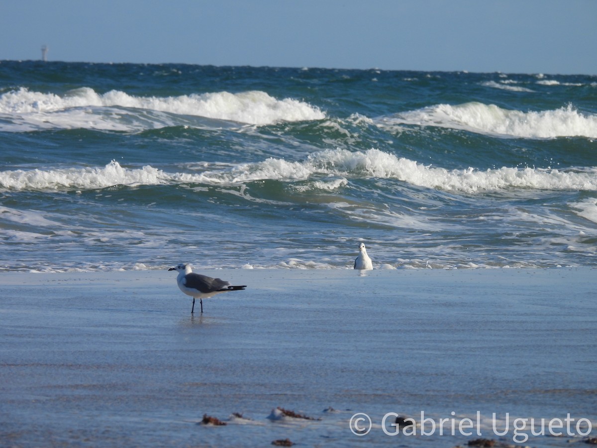 Gaviota Guanaguanare - ML642044801