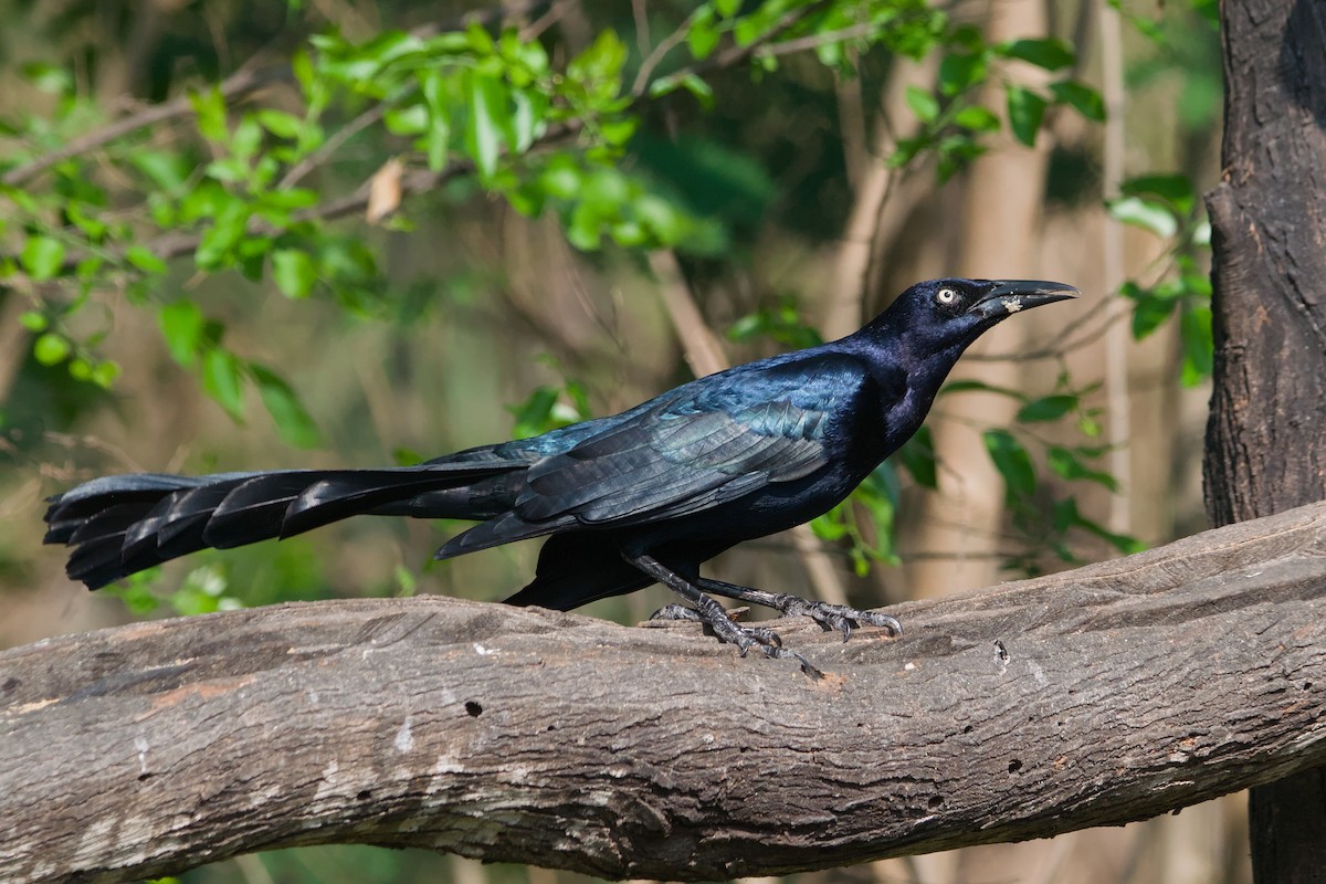 Great-tailed Grackle - ML642044809
