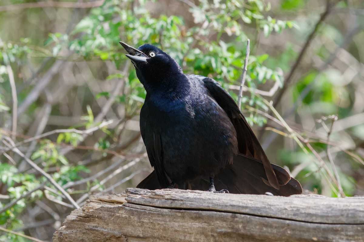 Great-tailed Grackle - ML642044810