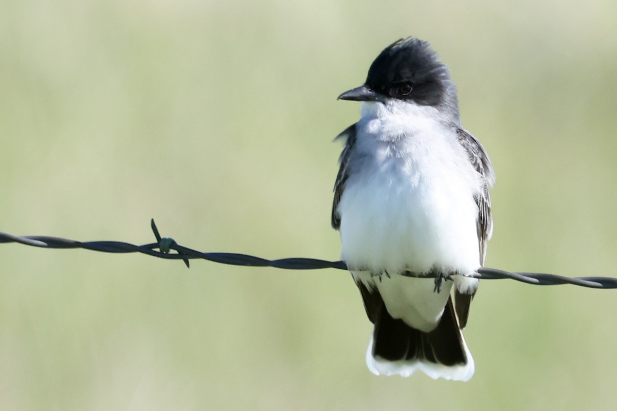 Eastern Kingbird - ML642044815