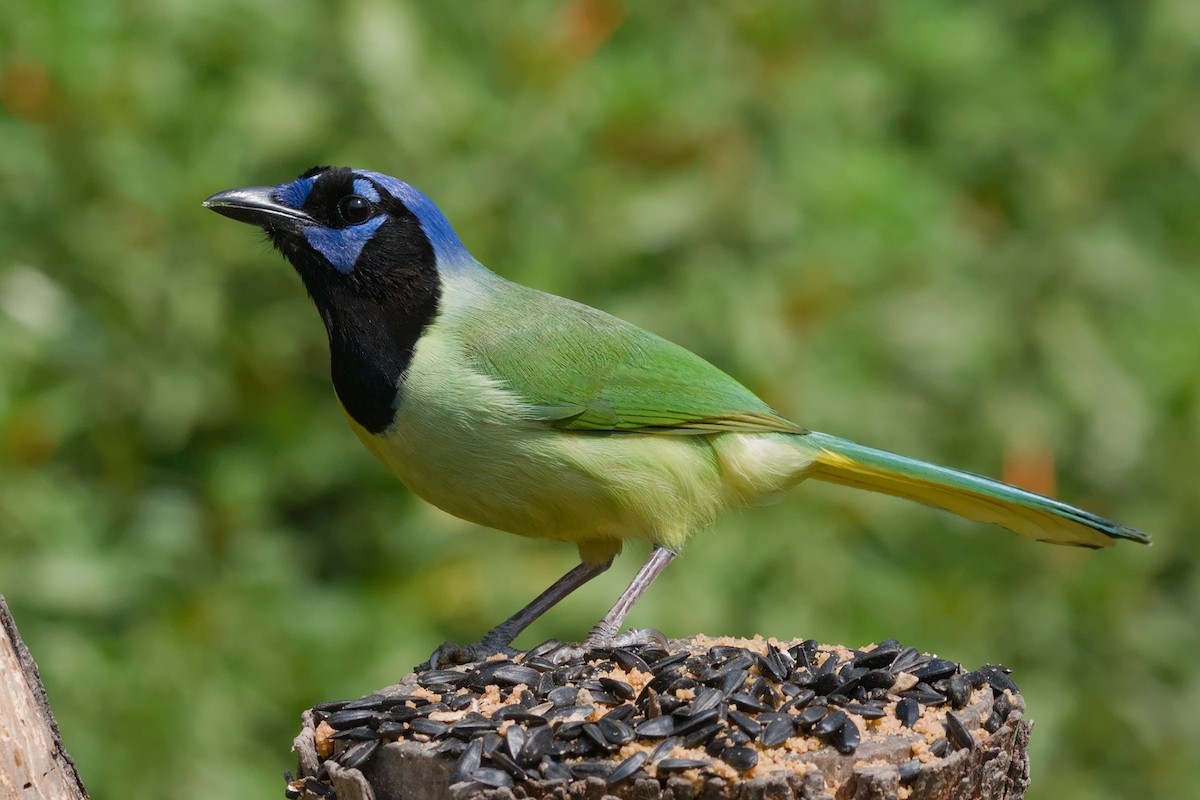Green Jay - ML642044816