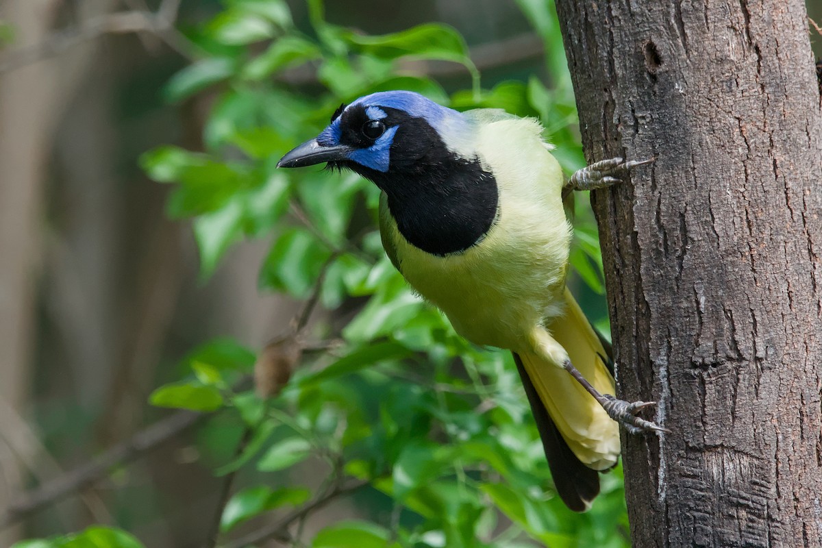 Green Jay - ML642044817